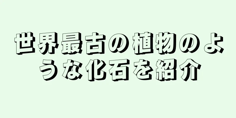 世界最古の植物のような化石を紹介