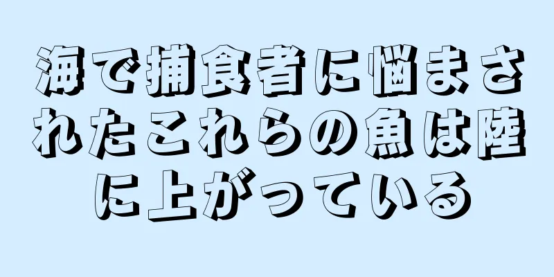 海で捕食者に悩まされたこれらの魚は陸に上がっている