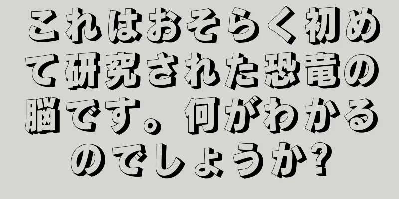 これはおそらく初めて研究された恐竜の脳です。何がわかるのでしょうか?