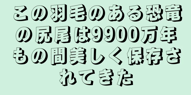 この羽毛のある恐竜の尻尾は9900万年もの間美しく保存されてきた