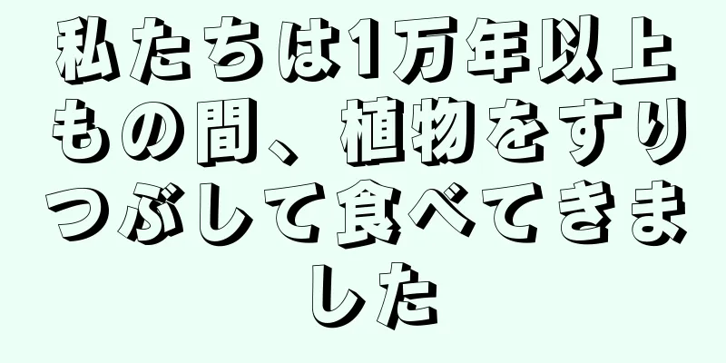 私たちは1万年以上もの間、植物をすりつぶして食べてきました