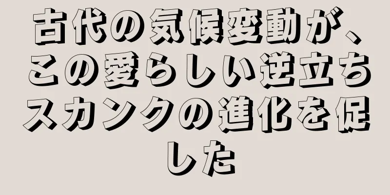 古代の気候変動が、この愛らしい逆立ちスカンクの進化を促した