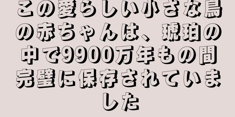 この愛らしい小さな鳥の赤ちゃんは、琥珀の中で9900万年もの間完璧に保存されていました