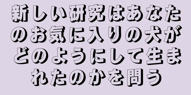 新しい研究はあなたのお気に入りの犬がどのようにして生まれたのかを問う