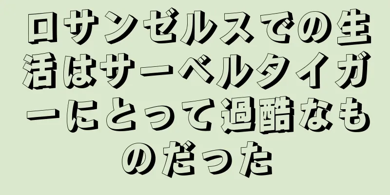 ロサンゼルスでの生活はサーベルタイガーにとって過酷なものだった