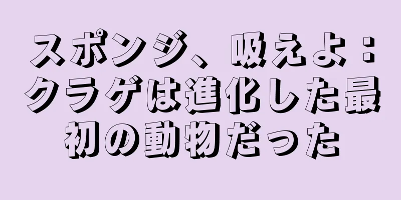 スポンジ、吸えよ：クラゲは進化した最初の動物だった