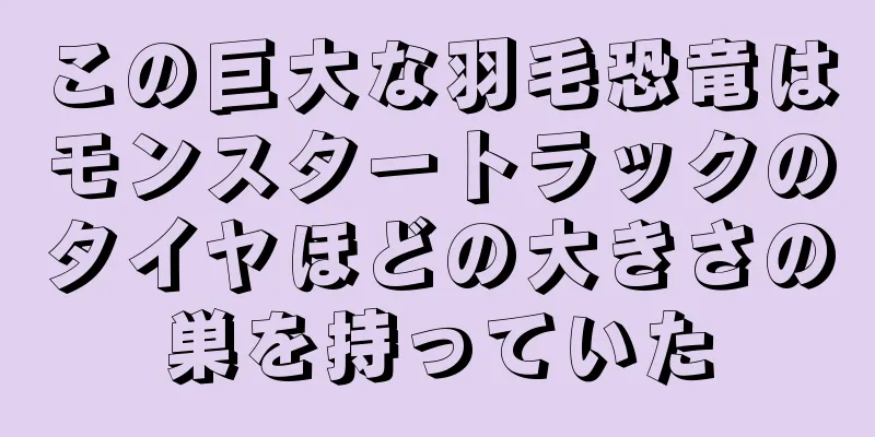 この巨大な羽毛恐竜はモンスタートラックのタイヤほどの大きさの巣を持っていた