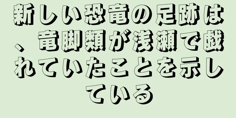 新しい恐竜の足跡は、竜脚類が浅瀬で戯れていたことを示している