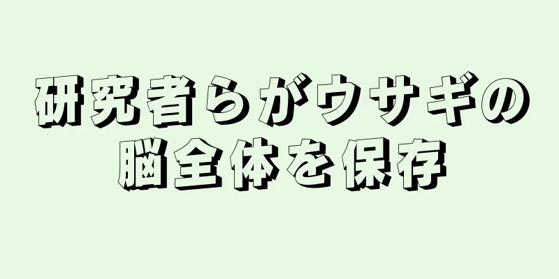 研究者らがウサギの脳全体を保存