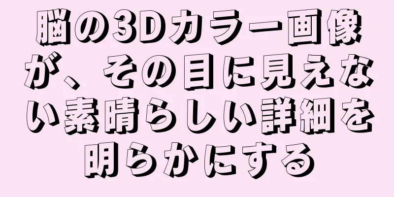 脳の3Dカラー画像が、その目に見えない素晴らしい詳細を明らかにする