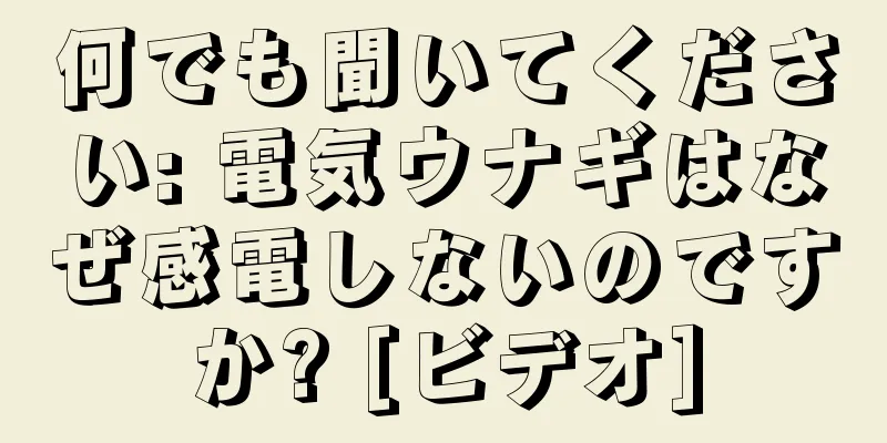 何でも聞いてください: 電気ウナギはなぜ感電しないのですか? [ビデオ]