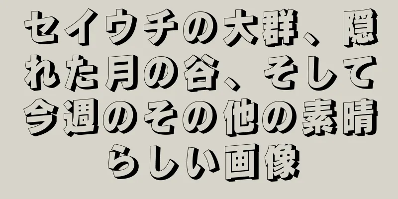 セイウチの大群、隠れた月の谷、そして今週のその他の素晴らしい画像