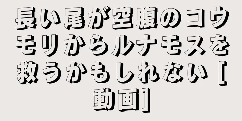 長い尾が空腹のコウモリからルナモスを救うかもしれない [動画]