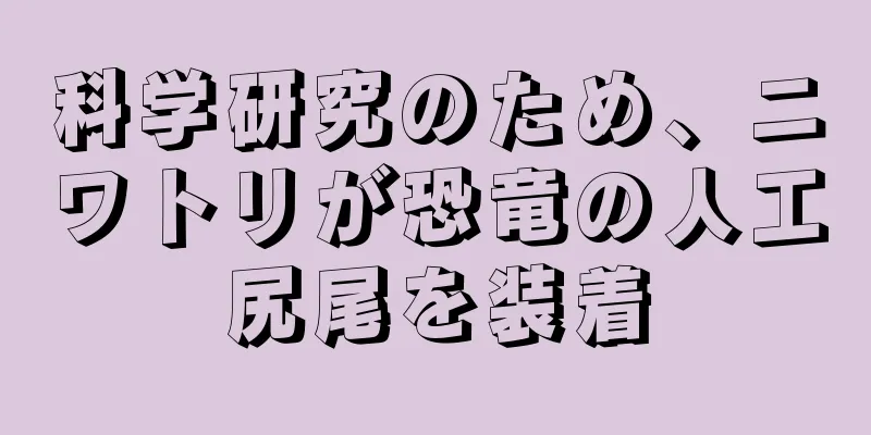 科学研究のため、ニワトリが恐竜の人工尻尾を装着