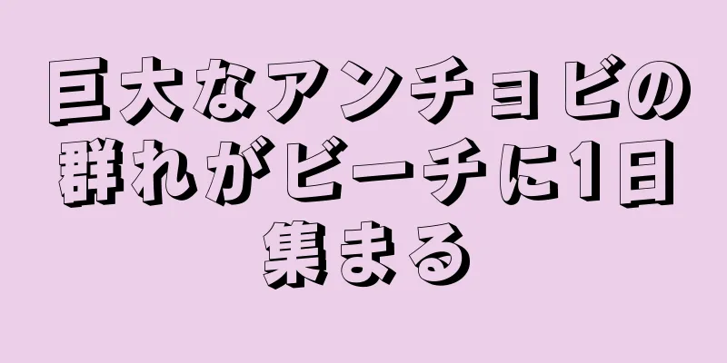 巨大なアンチョビの群れがビーチに1日集まる