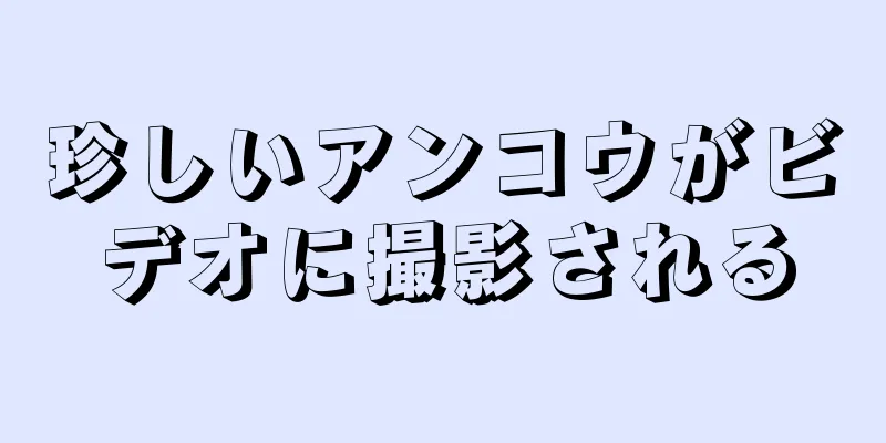 珍しいアンコウがビデオに撮影される