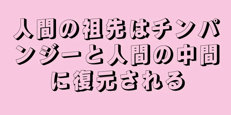 人間の祖先はチンパンジーと人間の中間に復元される