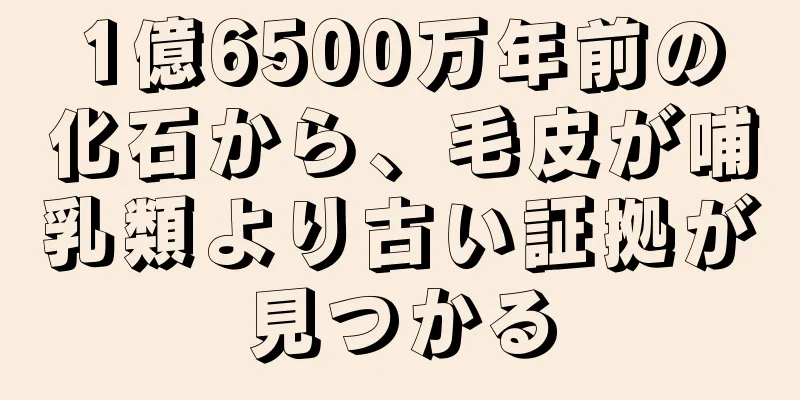 1億6500万年前の化石から、毛皮が哺乳類より古い証拠が見つかる