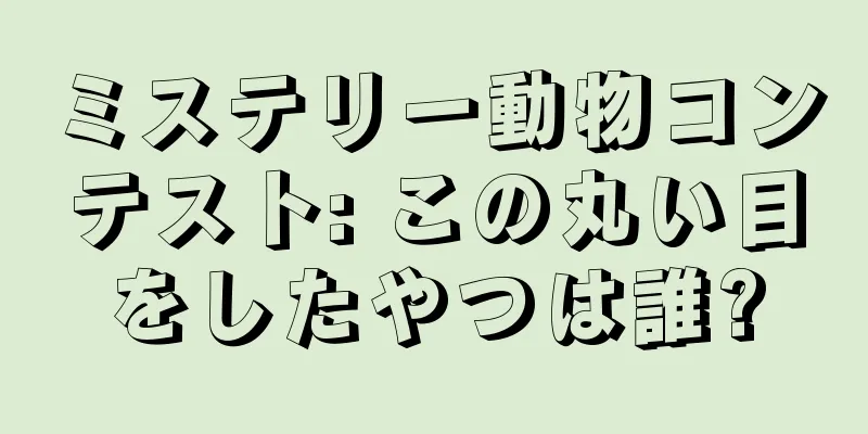 ミステリー動物コンテスト: この丸い目をしたやつは誰?