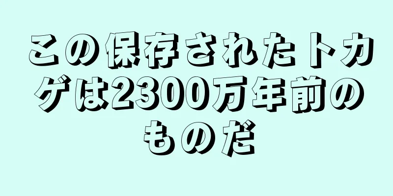 この保存されたトカゲは2300万年前のものだ