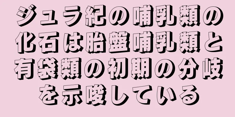 ジュラ紀の哺乳類の化石は胎盤哺乳類と有袋類の初期の分岐を示唆している